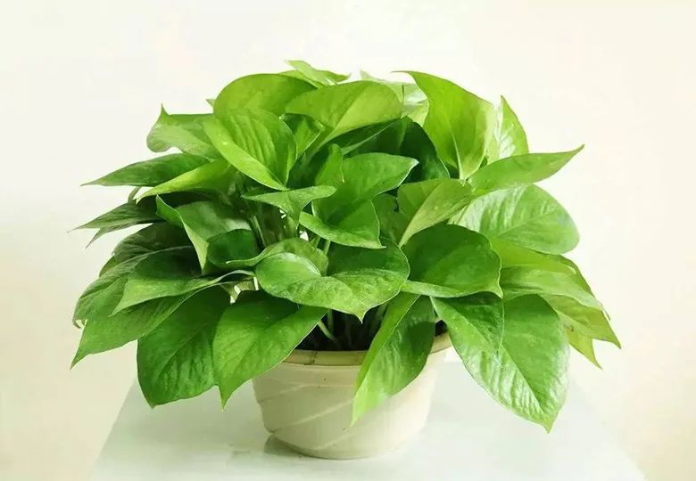 常见的十种除甲醛植物，你都知道吗？